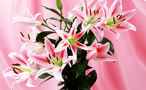 �����ϵİٺϻ������