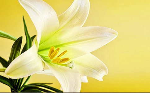 ���������ϵİٺϻ����и�[����]