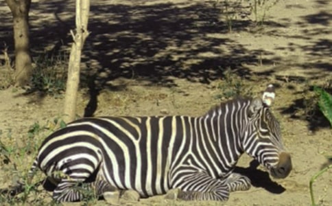 �������ð����߳�����9ƪ