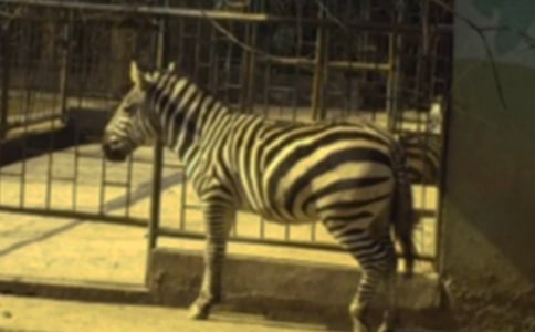 ���ð����߳�����10ƪ