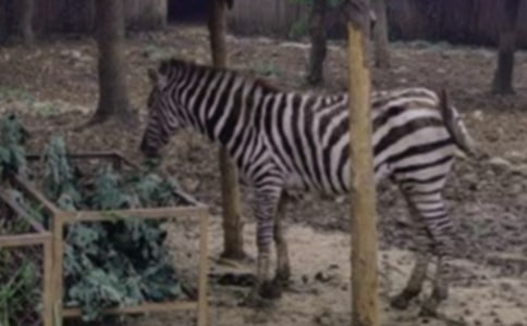 �������ð����߳��������7ƪ