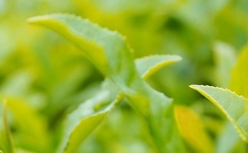 ��ҶӪ����߻���������ѡ10ƪ��