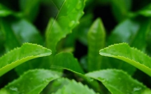 ������Ҷ��'�����10ƪ