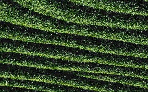 ���ڲ�Ҷ�Ĺ����