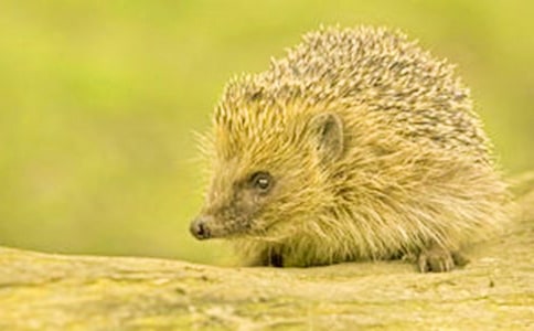 �����Ů�����ɶ��������