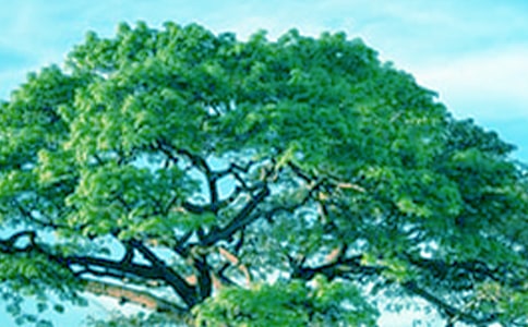 ��������ף����