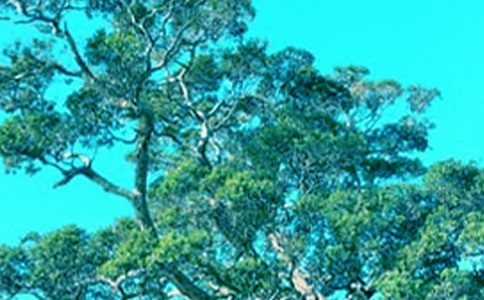 ����ѧ��С��������ĶԻ������ĵ��ĵ�