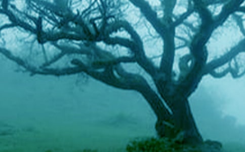 С������Ի������