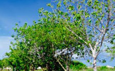 �羰԰�ֹ���ʦ�����ܽ�