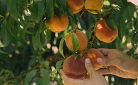 ��԰������ӪЭ���鷶����ͨ��5ƪ��