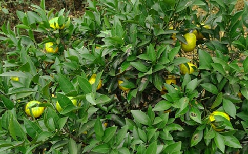 ��԰�����ĵ����ģ��