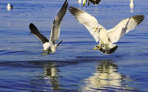 ������Ÿ����ɭ���и�