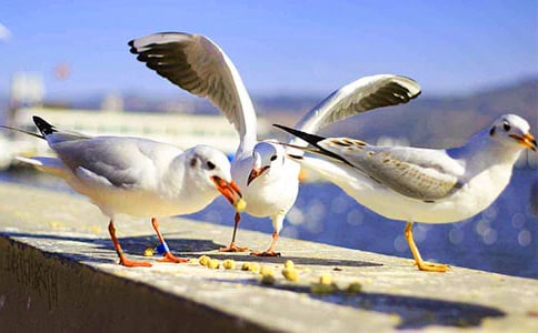 ��Ÿ����ɭ�����