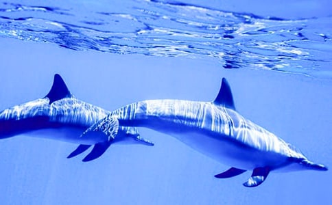 ����ɫ�ĺ��ൺ�������