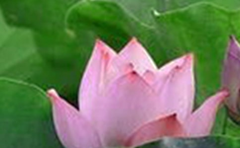 �����ɻ������ԼѾ�(����)