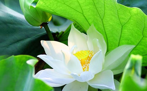 �кɻ�������