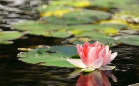 ��ƽ�����鷶�ģ�ͨ��10ƪ��