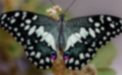 �����ζ����