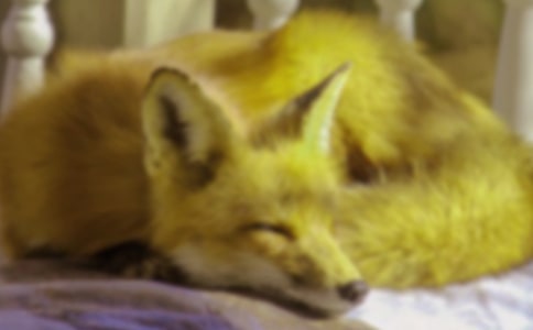 ��������ĺ�������