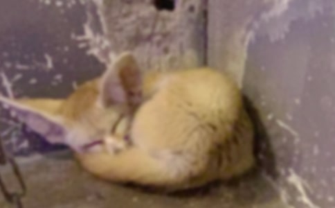 ���ٱ�����ƭһ�Ρ�����о�ѡ15ƪ