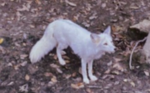 С���갢Ȩ�����