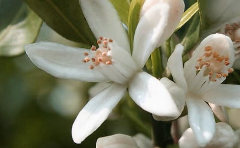 ���ڻ��������