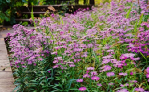 �����������㻨԰���ۺ��