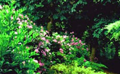 �����˵Ļ�԰�������