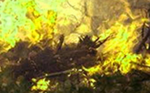 Ԥ��ɭ�ֻ����ĵ����