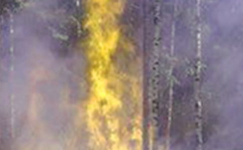 ����Ԥ���ĵ����