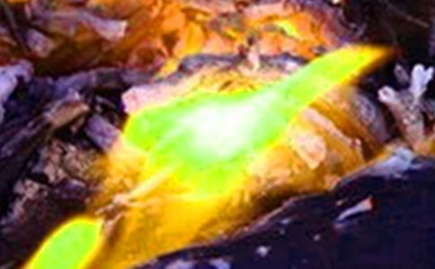 ����Ӧ�������ĵ����