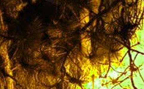 ���������ĵ����14ƪ