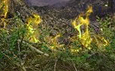 ���ֵ��ĵ�