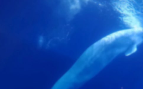 ��������ĳ������Ƽ�