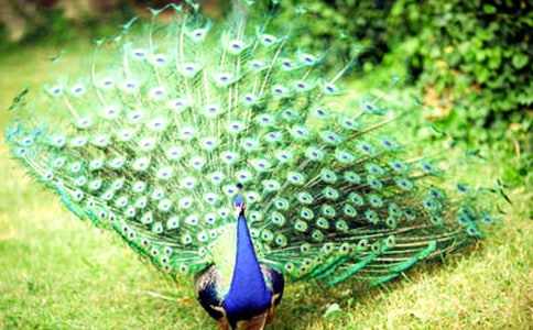 ����ȸ���Ϸɡ������