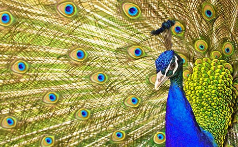 �Ĵ����ݻƼѽ���ֳ����ȸ1��봿���볬30����־��ҵ