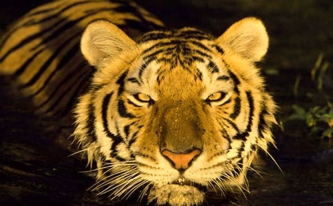 ��С�ϻ����ռǡ������