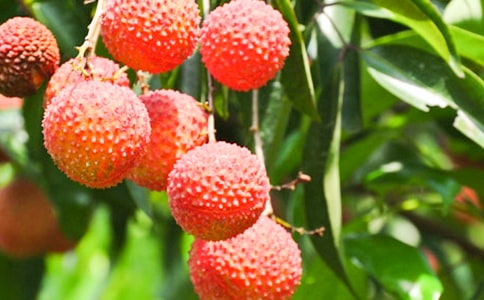 ���ر�������������֦�������