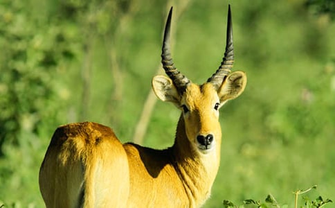 ����������Ĺ�ݡ��и�