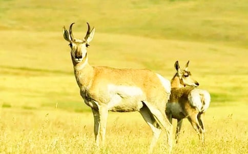 ������ľ�񡷶����