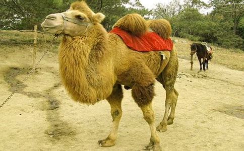 ���������ӡ������