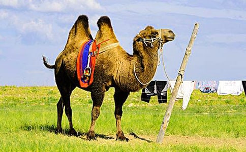 �������Ӷ����