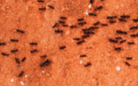 ������ʶ;�����ܡ������