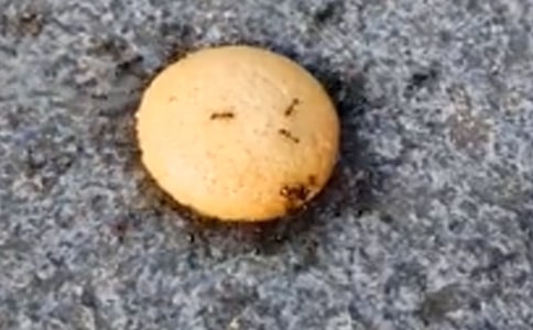 ���������ϡ��ۺ��