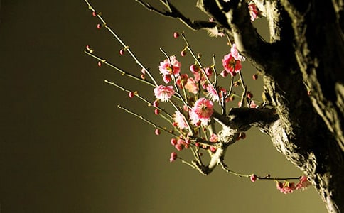 ��÷���꡷����У�����15ƪ��