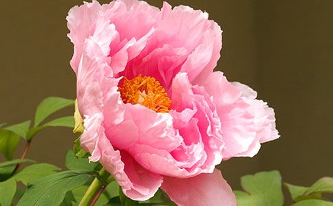 ��ĵ��԰�ĵ����