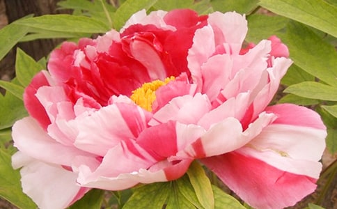 ĵ��ͤ�Ĺۺ��