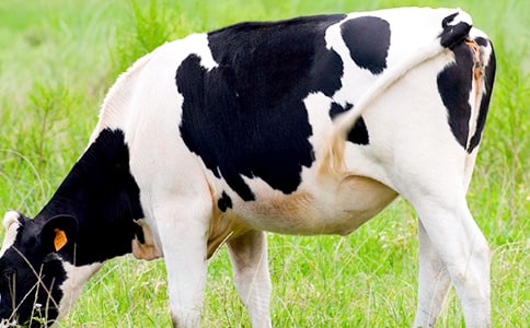 ��ţ��ʵϰ����