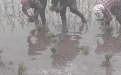 (��ѡ)��ũ���ĵ����