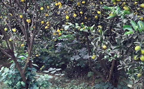 ũ���ֻ����߻���